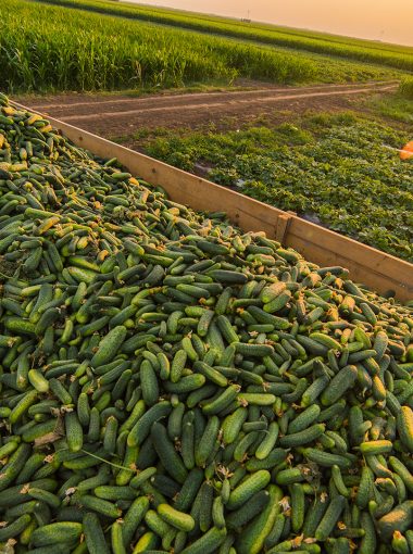 Cucumbers in a trailer after harvest - small green freshly harvested gherkins